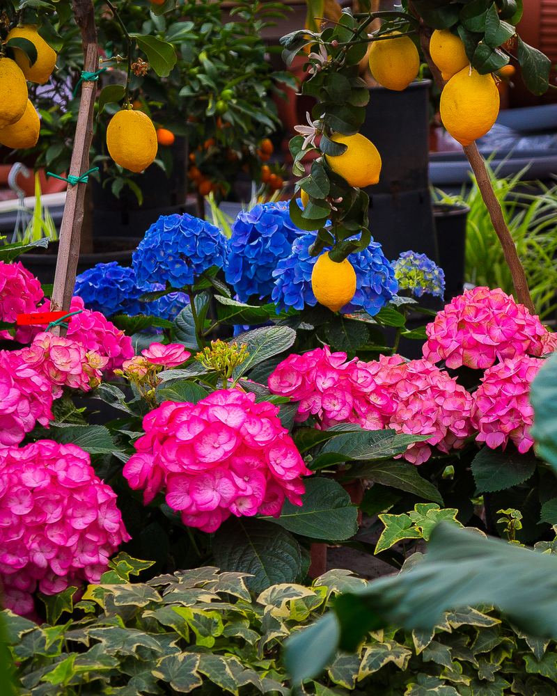 Ortensie rosa e blu e limoni in vaso