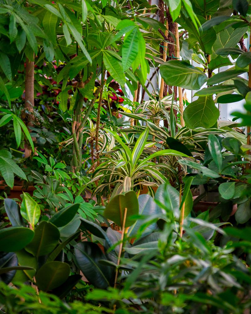 Piante da interno nella serra