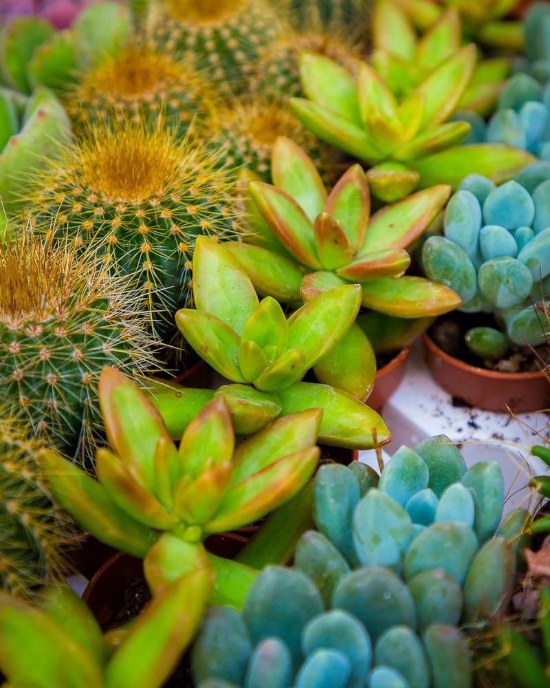 Piante grasse e cactus