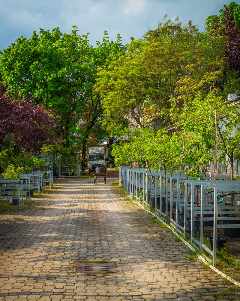 Il viale all’aperto del vivaio